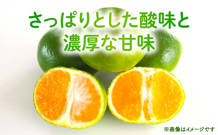 【先行予約】 極早生みかん 2S-2L 約3kg みかん 蜜柑 柑橘 フルーツ 果物 【日本フルーツ株式会社】 [ZFJ053]
