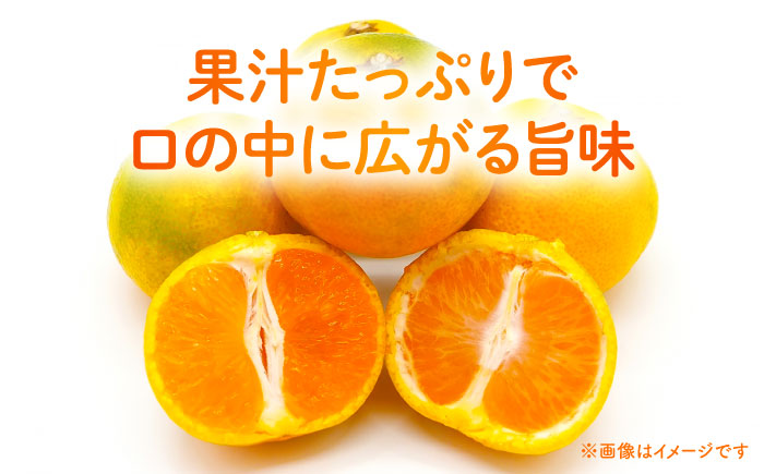 【先行予約】 早生みかん 2S-2L 約5kg みかん 蜜柑 柑橘 フルーツ 果物 【日本フルーツ株式会社】 [ZFJ057]