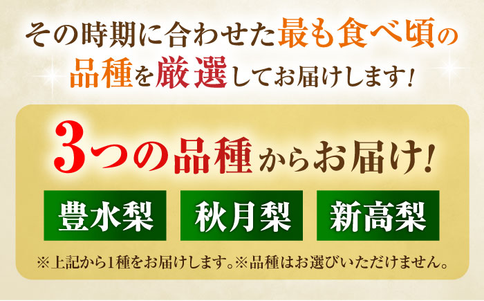 【先行予約】厳選おまかせ梨 約3kg 梨 豊水梨 秋月梨 新高梨 果物 フルーツ 【日本フルーツ株式会社】 [ZFJ066]