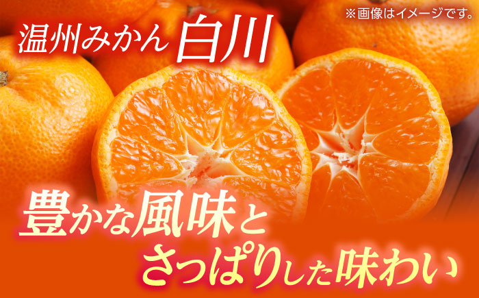 【訳あり】 温州みかん 『白川』 約5kg S～Lサイズ 【奥村果実園】 [ZFK003]