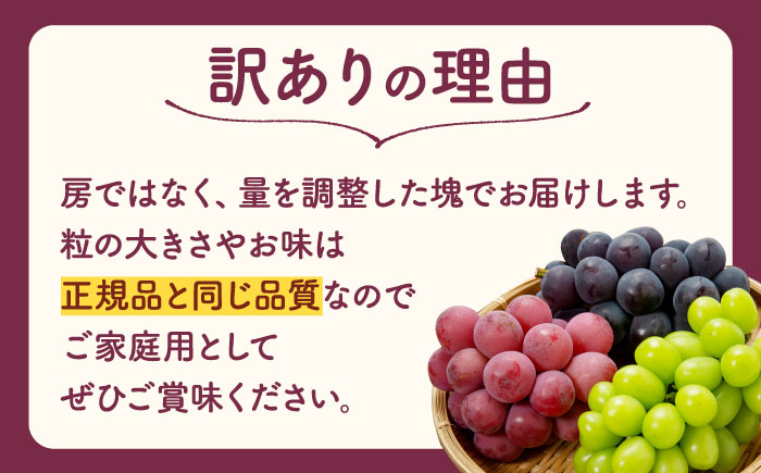 【訳あり】こば農園 種なし ぶどう 2種食べ比べセット 計約600g （ シャインマスカット & 巨峰 or ブラックビート）【合同会社 こば農園】 [ZFO004]