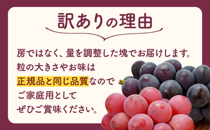 【先行予約】【訳あり】 こば農園 人気の黒ぶどう（巨峰 or ブラックビート）約600g 【合同会社 こば農園】 [ZFO007]