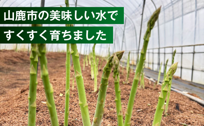 【先行予約】 山鹿市産 いけだ農園のアスパラガス 夏芽(M~Lサイズ)　約1kg【いけだ農園】 [ZFP001]
