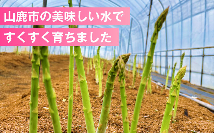 【先行予約】 山鹿市産 いけだ農園のアスパラガス 春芽(M~Lサイズ)　約1kg【いけだ農園】 [ZFP002]