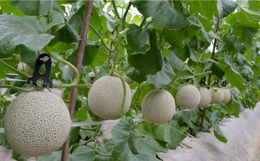 【先行予約】アールスメロン 約3.4kg～3.8kg （3Lサイズ2玉入り）【鹿本農業協同組合】 [ZAG005]