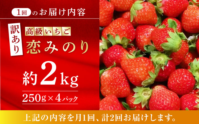【訳あり】【先行予約】【2回定期便】高級 いちご 恋みのり 約2000g【伊藤農園】 イチゴ いちご 苺 熊本県 定期便 いちご定期便 [ZBB014]