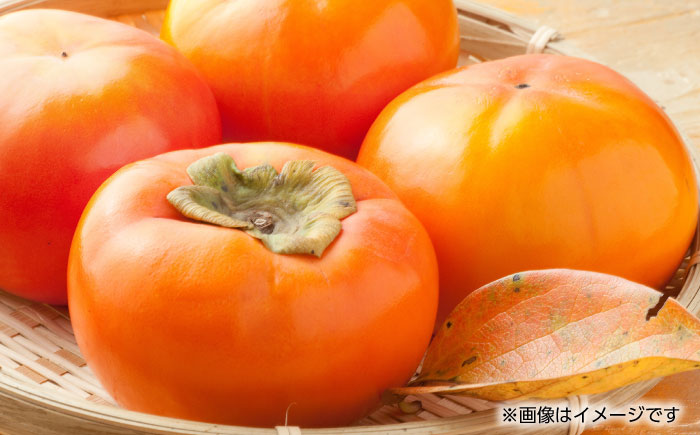 【先行予約】太秋 柿 約2kg【くまふる】 [ZBG015]