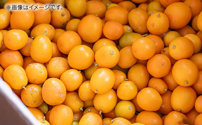 【先行予約】完熟 キンカン 約1kg 【くまふる】 [ZBG079]