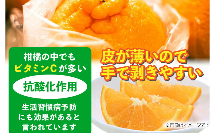 【先行予約】不知火 約3kg 【くまふる】 [ZBG080]