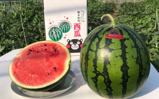 【先行予約】【初夏に実った贈り物】大玉 スイカ 約7kg【なかむら農園】 [ZBH001]