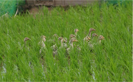 〈令和7年度新米〉 【新米先行予約】菊鹿の米 アイガモ農法米 白米 2kg×2袋【有限会社 あそしな米穀】 新米 令和7年産 [ZBI004]