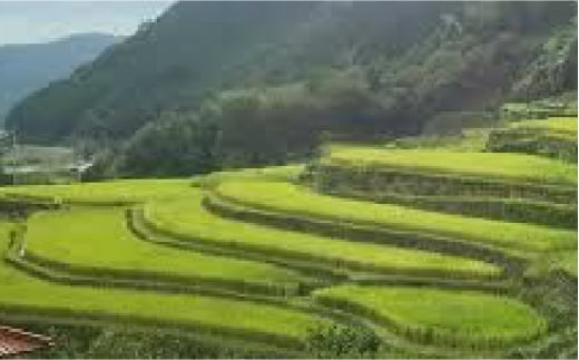 〈令和7年度新米〉 菊鹿の米 ヒノヒカリ 白米 5kg×2袋【有限会社 あそしな米穀】 新米 令和7年産 [ZBI005]