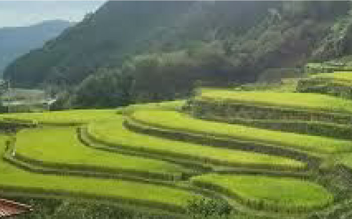 〈令和7年度新米〉 【3回定期便】菊鹿の米 ヒノヒカリ 白米 5kg×2袋【有限会社 あそしな米穀】 新米 令和7年産 [ZBI017]