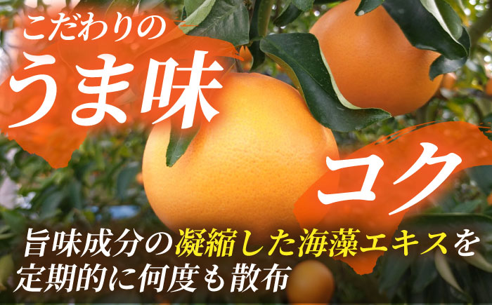 【2026年2月下旬から発送】せとか みかん 約2.5kg 果物 化粧箱入り フルーツ ギフト【小春農園】 [ZBN002]
