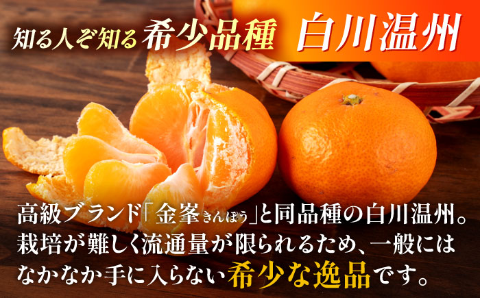 【先行予約】 旨み凝縮！ 飛龍台木 白川 温州 みかん 2Lサイズ 約5kg 山鹿市産　【小春農園】 [ZBN010]