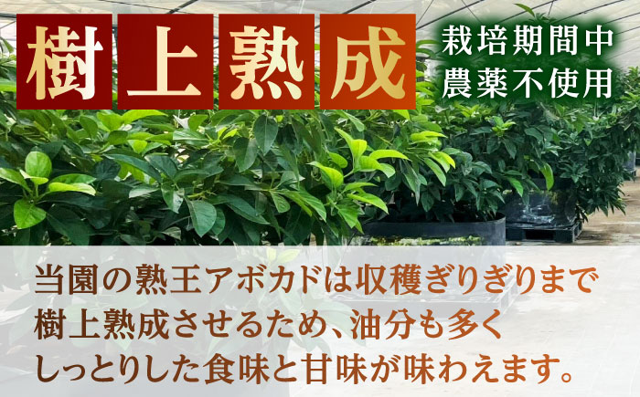 【期間限定】 希少！ 熟王アボカド 「エドラノール」　 1玉（300～400g）　【Nature’s Butter Farm Nakazono】 [ZBV080]