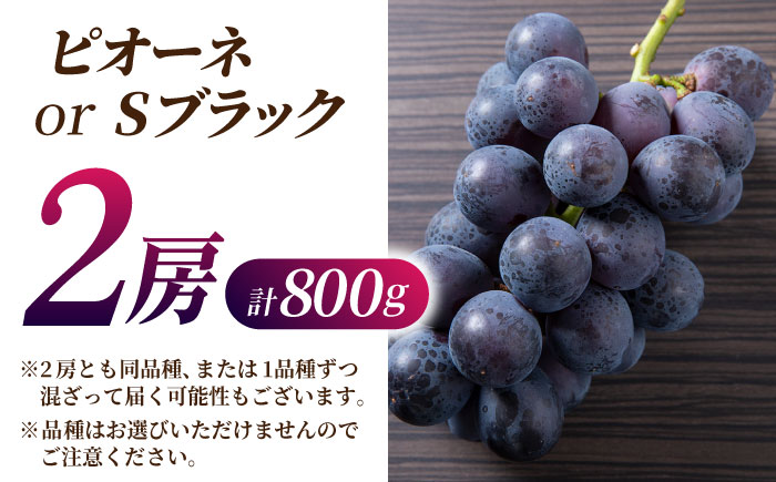 【2026年発送先行予約】ピオーネ or Sブラック 800g（2房）【合同会社 社方園】 [ZBZ002]