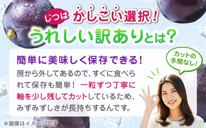 【先行予約】 訳あり ピオーネ ぶどう 切り落とし 約1kg  【合同会社 社方園】  訳あり ぶどう フルーツ 果物 ブドウ  [ZBZ007]