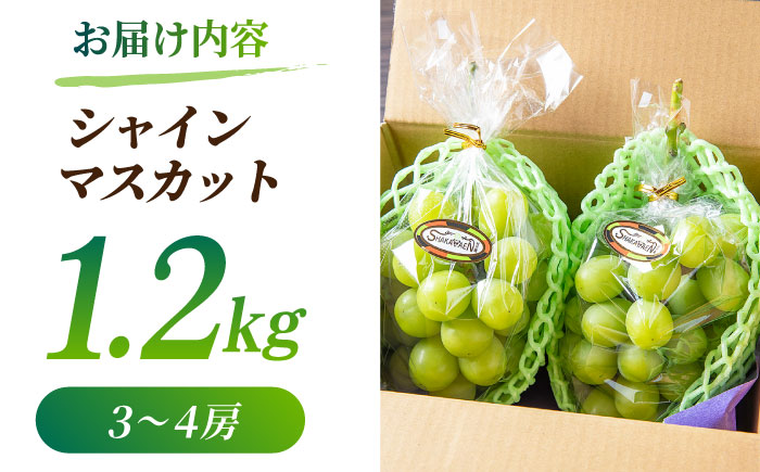 【2026年発送先行予約】 シャインマスカット 1.2kg(3～4房)【合同会社 社方園】 [ZBZ012]