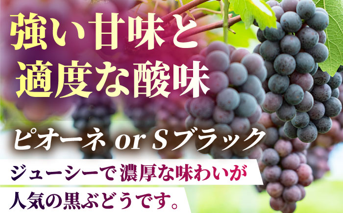 【2026年発送先行予約】ぶどうの宝石 3色 贅沢食べ比べセット 計2.5～3kg（4～6房）【合同会社 社方園】 [ZBZ017]