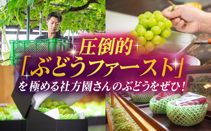 【6回定期便】品種おまかせ みかん・ぶどう 定期便【合同会社 社方園】 [ZBZ025]