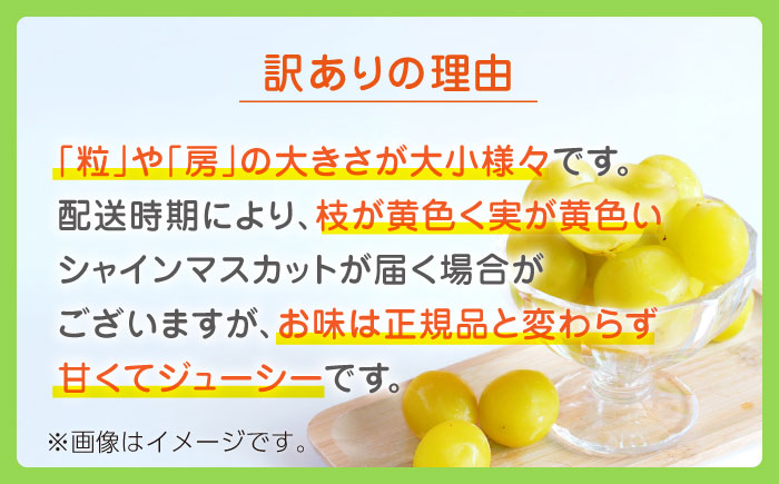 【先行予約】【訳あり】シャインマスカット 約600g(1～2房)【合同会社 社方園】 [ZBZ035]