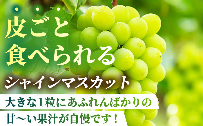 【2026年発送先行予約】食べ比べセット 約600g（シャインマスカット ＆ クイーンニーナ 各一房）【合同会社 社方園】 [ZBZ036]