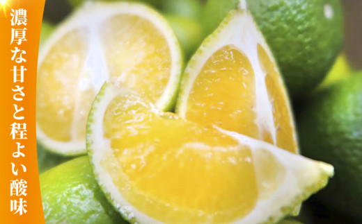 【先行予約】スイートスプリング 2～3L玉 約10kg化粧箱入り【かきやま果実】 [ZCJ009]