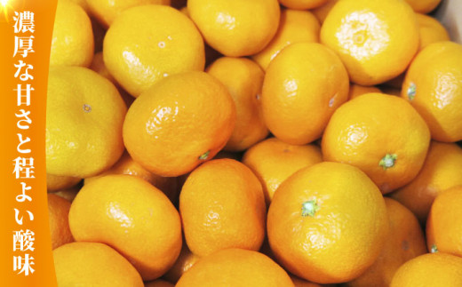 【先行予約】青島 みかん 約10kg【かきやま果実】 [ZCJ011]