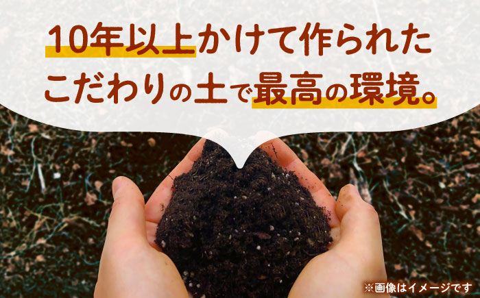 【先行予約】にんじん 約3kg 天日塩＆発酵土壌で作ったこだわりの人参 【株式会社 夢アグリ】 [ZCL018]