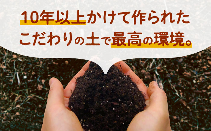 【先行予約】葉付きにんじん 約5kg　天日塩＆発酵土壌で作ったこだわりの人参 【株式会社 夢アグリ】 [ZCL021]