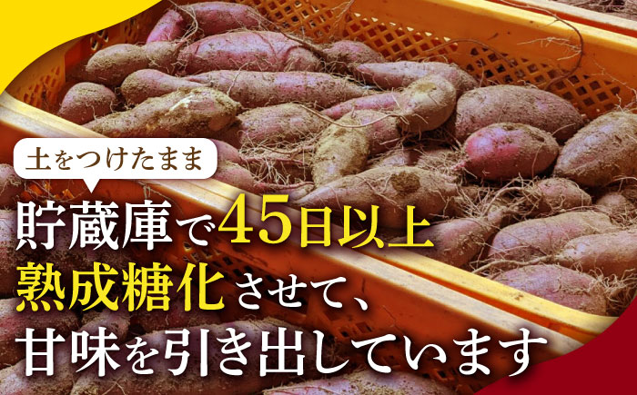 蔵出し 熟成 紅はるか さつまいも 約10kg サイズバラバラ 密 芋 【合同会社 福福堂】 [ZCN019]