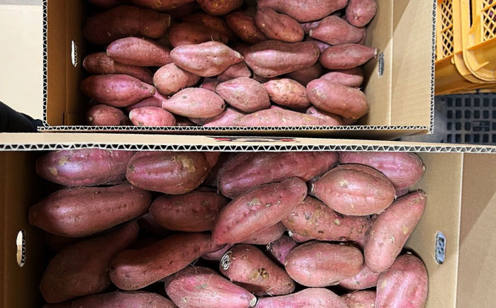 ブランド さつまいも「灯籠蜜いも とろみついも」約5kg【株式会社 アグリファーム未来】 [ZDN001]