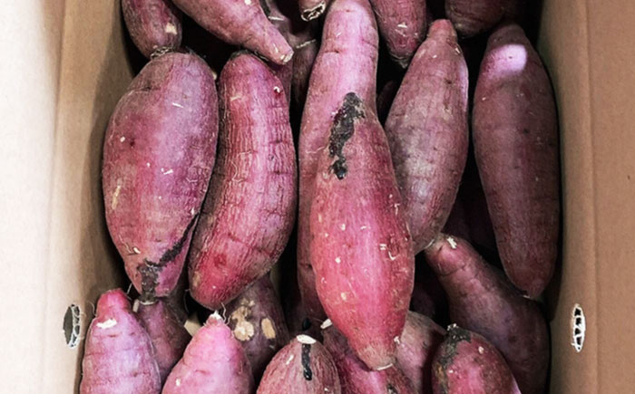 さつまいも 紅はるか 約5kg【株式会社 アグリファーム未来】 [ZDN002]