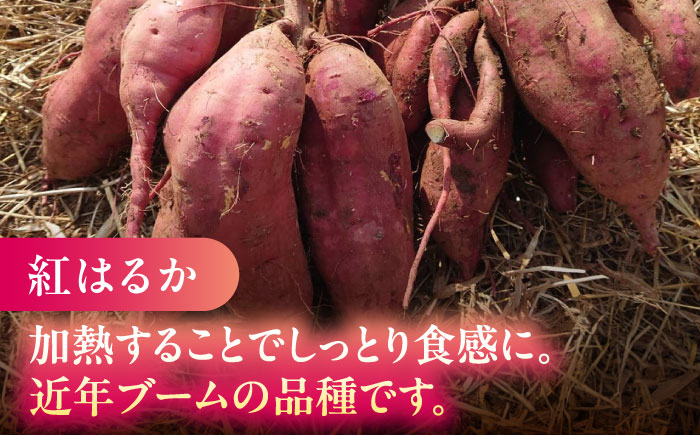 さつまいも 食べ比べ セット「灯籠蜜いも とろみついも」と「 紅はるか 」計 約10kg (各5kg)【株式会社 アグリファーム未来】 [ZDN003]
