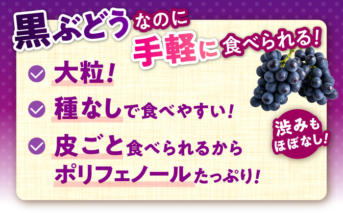 【先行予約】山鹿市産 ナガノパープル 2房（約800g～1.2kg） 箱入り [ZDS003]