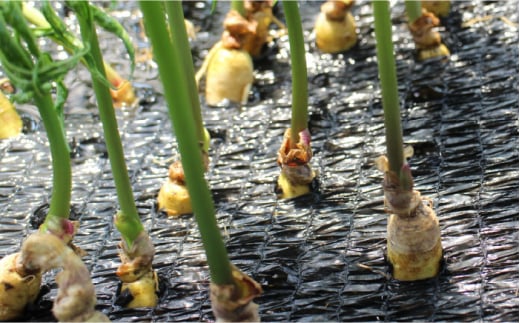 温泉 参鶏湯 ・ 美人湯 セット 冷凍【株式会社 高麗人参の里】 [ZDV001]