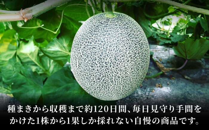 【先行予約】  肥後グリーン メロン 約4kg（2玉） 【とみおか農園】 [ZEM006]