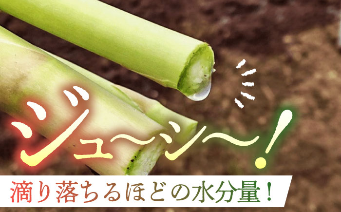 【2026年】 5～9月配送 極上あまうま 夏芽 アスパラガス M～L 1kg （40～50本）【Nature-falo】[ZEQ002]