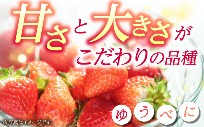大粒いちご L～2L ゆうべに 2kg（計8pc）【熊本ベリー】フルーツ 果物 くだもの いちご イチゴ 苺 ゆうべに 大粒いちご 国産  [ZER002]
