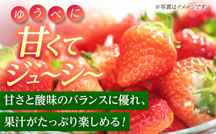 【先行予約】【3回定期便】いちご Mサイズ ゆうべに 2kg（8pc）【熊本ベリー】 いちご イチゴ 苺 ゆうべに 大粒いちご  [ZER011]