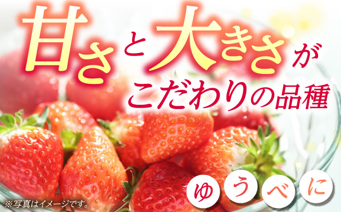 《3月より発送開始》 【3回定期便】 大粒いちご L～2L ゆうべに 2kg（8pc）【熊本ベリー】 [ZER026]
