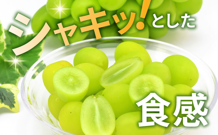 【先行予約】シャインマスカット 2房（約1.2～1.5kg）【城 果樹園】 [ZFD001]