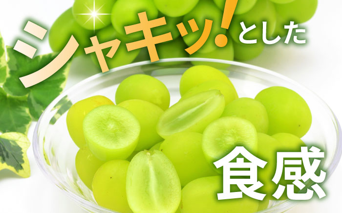 【先行予約】 朝どれ シャインマスカット 3房（約1.5kg～1.65kg） 産地直送 【城 果樹園】 [ZFD003]