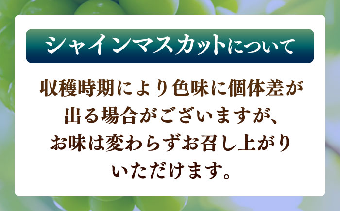 【先行予約】シャインマスカット 約2kg マスカット ブドウ 葡萄 フルーツ 果物 【日本フルーツ株式会社】 [ZFJ010]