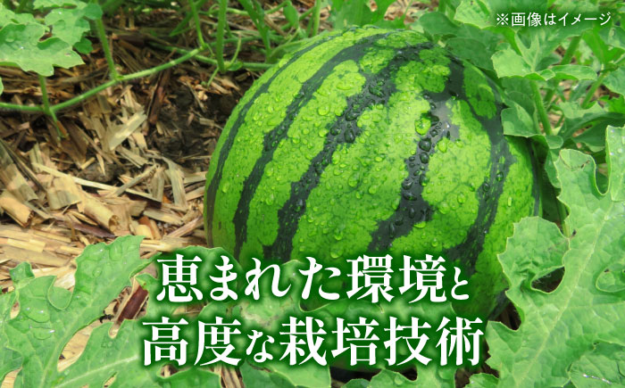 【先行予約】 金色羅皇 スイカ 3Lサイズ 2玉 約14kg すいか 黄色 熊本 フルーツ 野菜 果物 【日本フルーツ株式会社】 [ZFJ048]