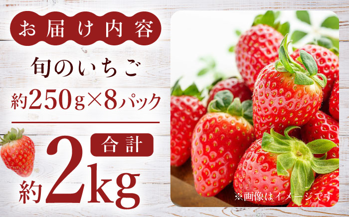 【先行予約】熊本県産いちご 約2kg（250g×8pc） イチゴ フルーツ 果物 熊本県産 熊本【日本フルーツ株式会社】 [ZFJ052]