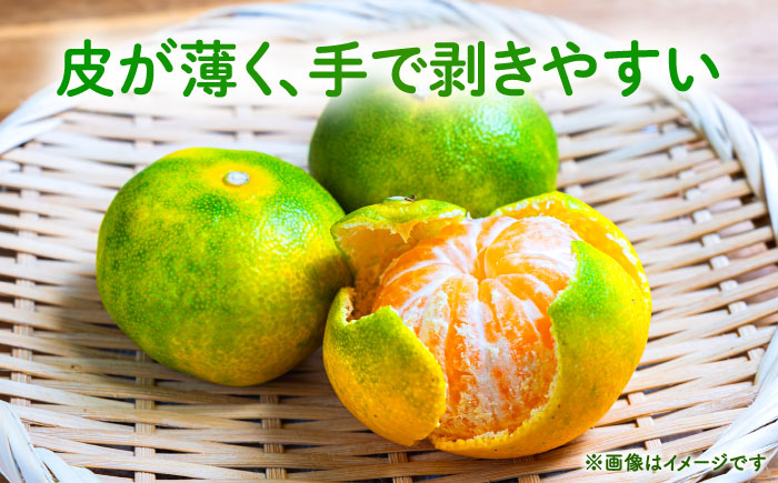 【先行予約】 極早生みかん 2S-2L 約5kg みかん 蜜柑 柑橘 フルーツ 果物 【日本フルーツ株式会社】 [ZFJ054]