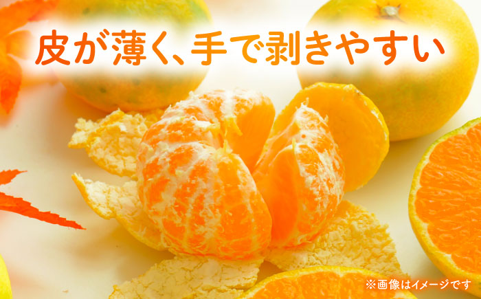 【先行予約】 早生みかん 2S-2L 約10kg みかん 蜜柑 柑橘 フルーツ 果物 【日本フルーツ株式会社】 [ZFJ058]