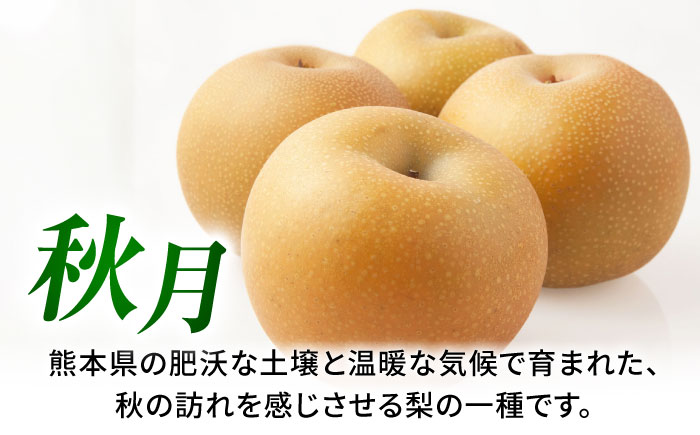 【先行予約】秋月梨　約1.8kg 梨 ナシ フルーツ 果物 【日本フルーツ株式会社】 [ZFJ061]